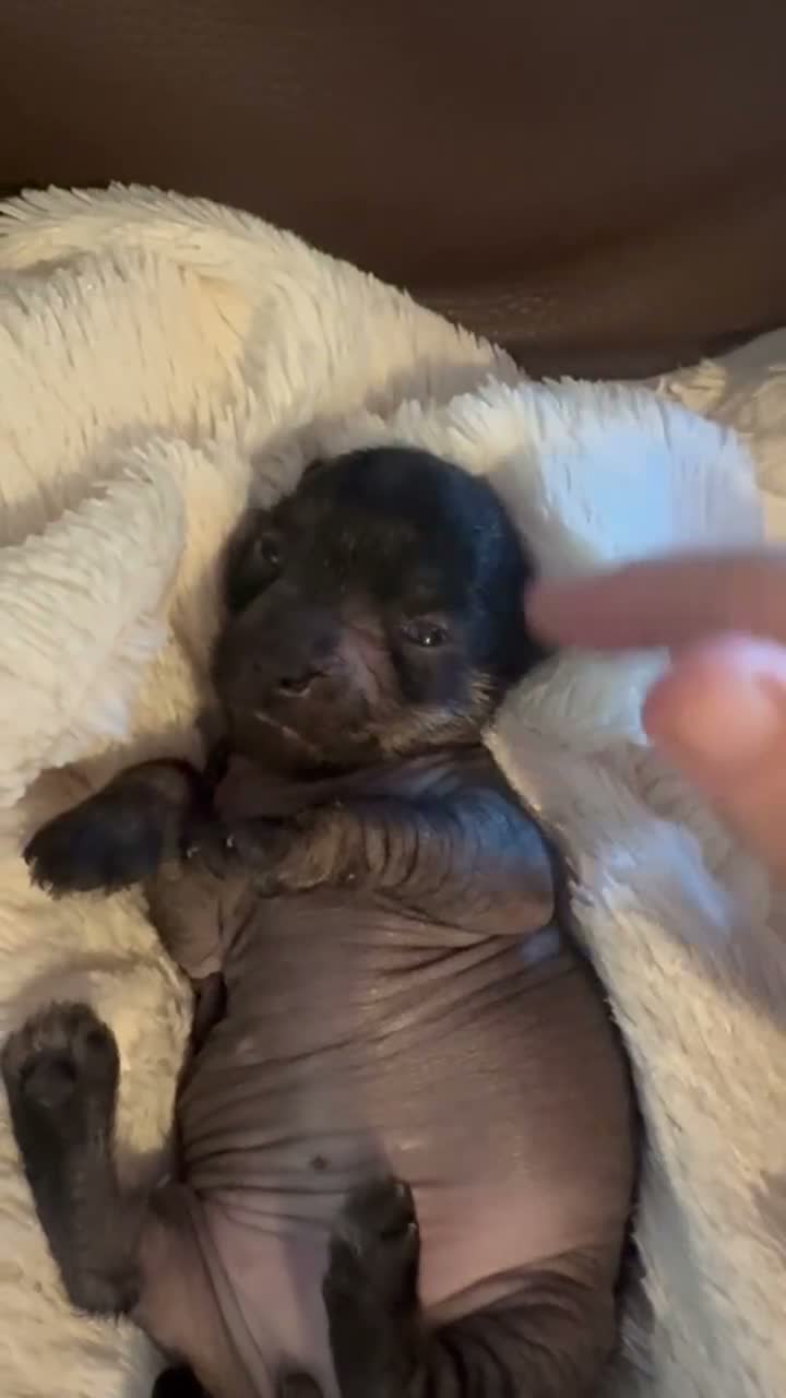 Peruaanse Naakthond honden te koop: Peruaanse miniatuur naakthond  - Video 1