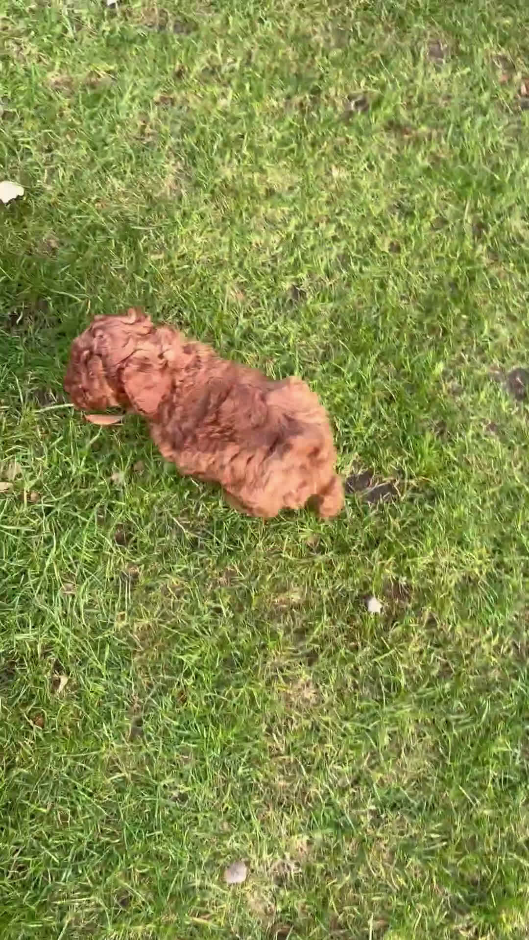 Poedel Toy honden te koop: Prachtig nestje toy poedel rood en abricot Poedels - Video 1