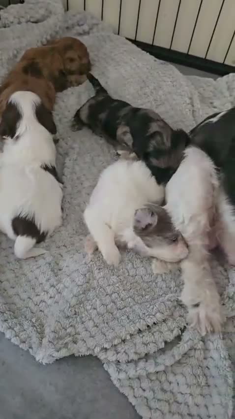 Kruising honden te koop: Boomer pups - Video 1