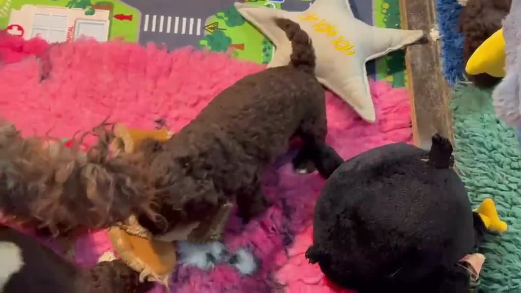 Spaanse Waterhond honden te koop: Spaanse Waterhond pups - Video 1