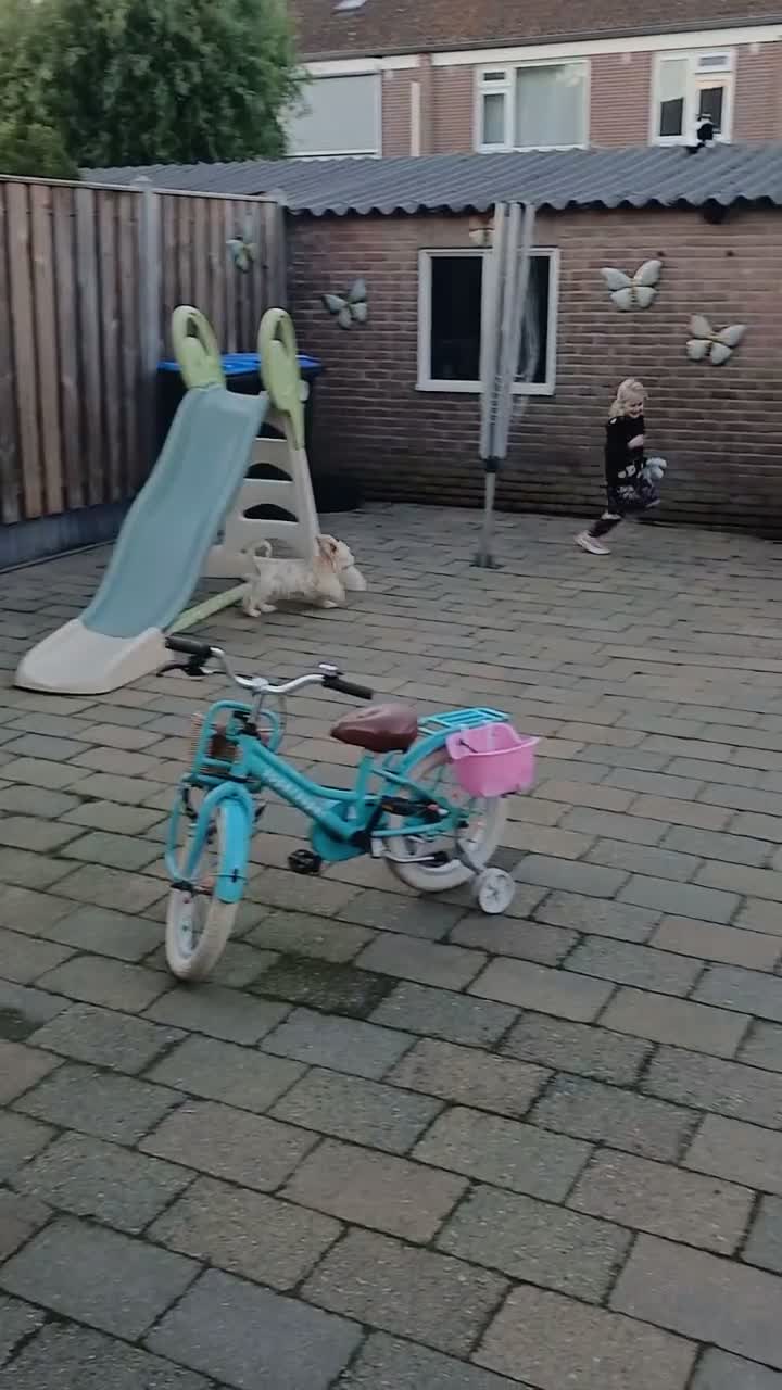 Maltipoo honden te koop: maltipoo pup Milo zoekt blijvend huisje in Kerkdriel - Video 1