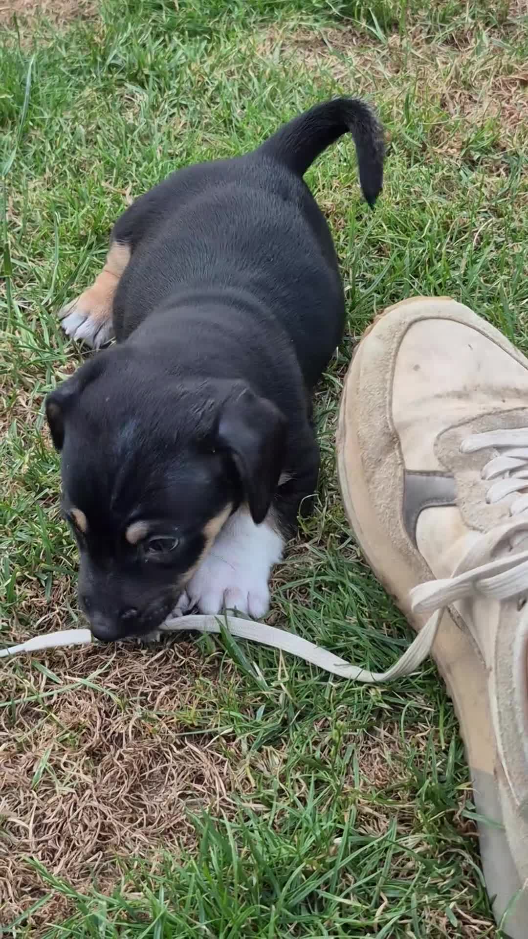 Jack Russel Terriër honden te koop: De mooiste en liefste Jack Russel puppy's.  - Video 1