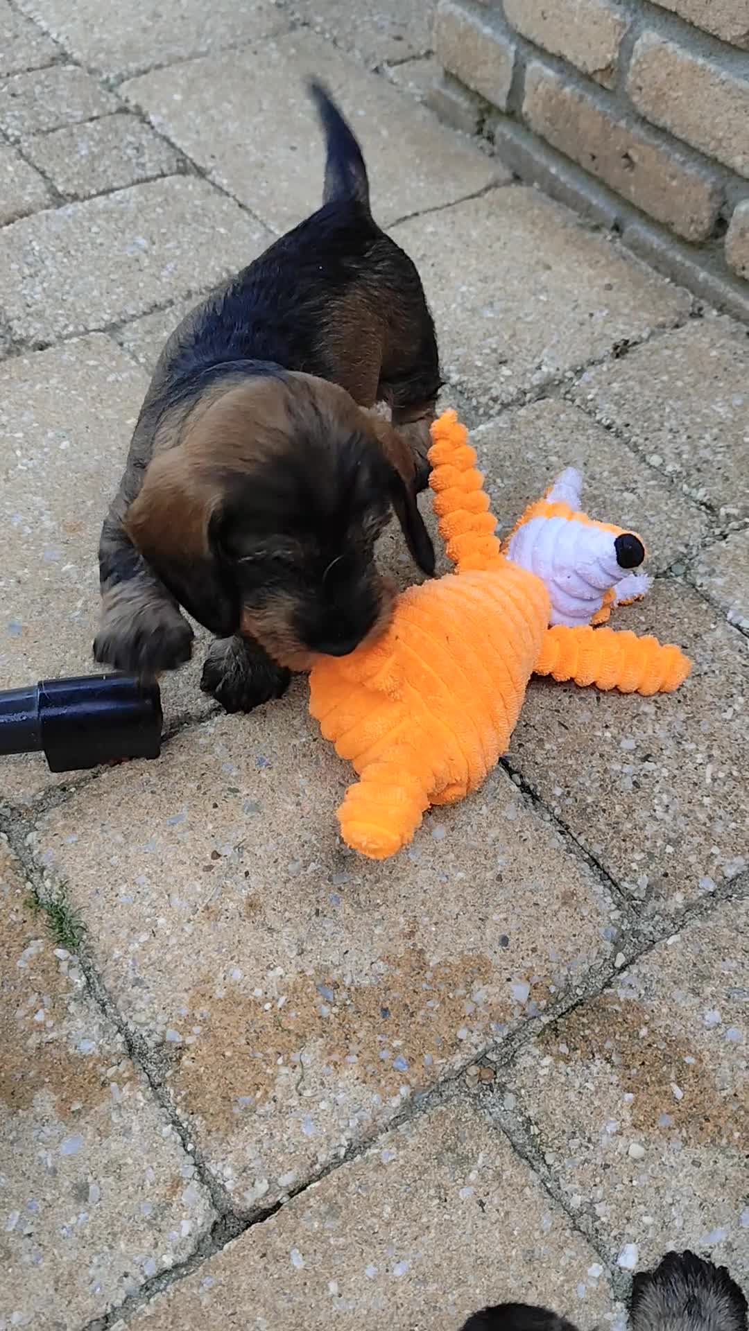 Ruwhaar Teckel honden te koop: Ruwharige teckel pup (standaard) - Video 2
