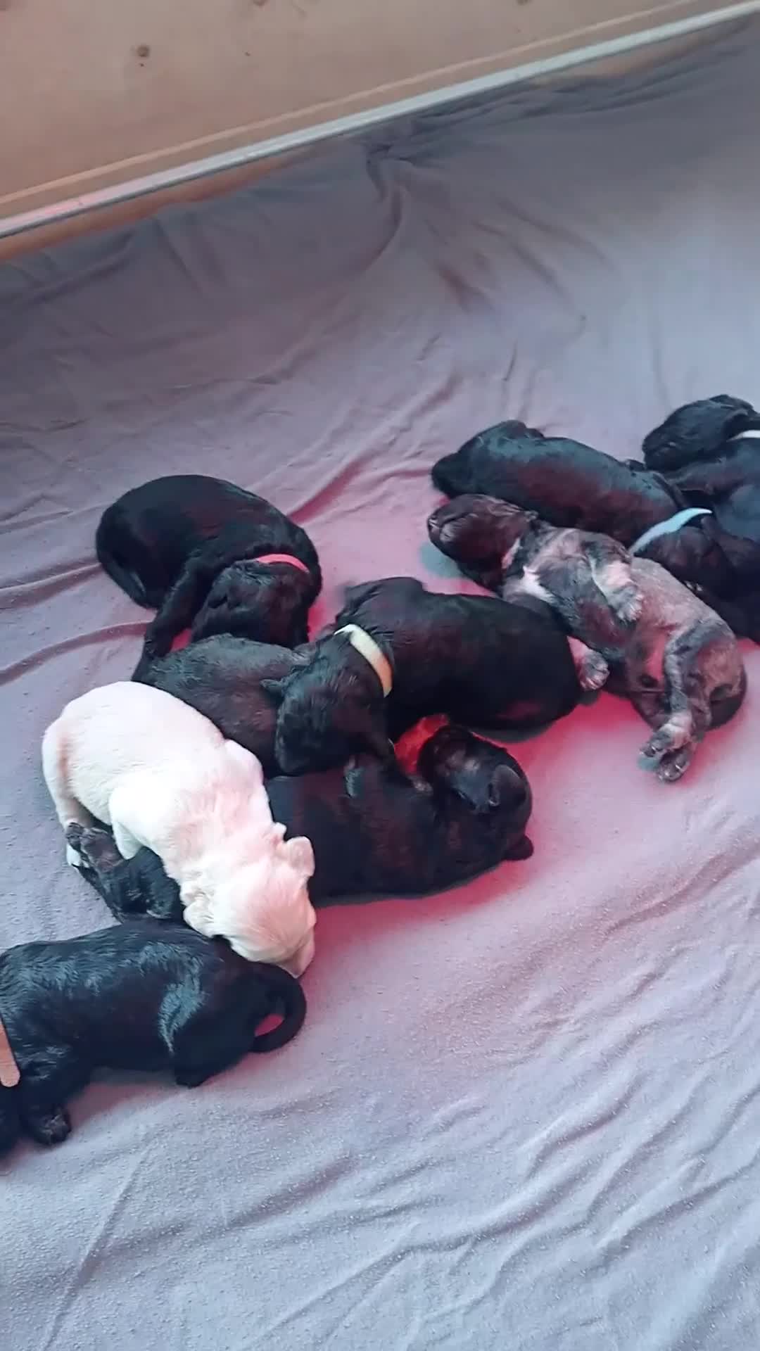 Labradoodle honden te koop: Labradoodle puppies  - Video 1