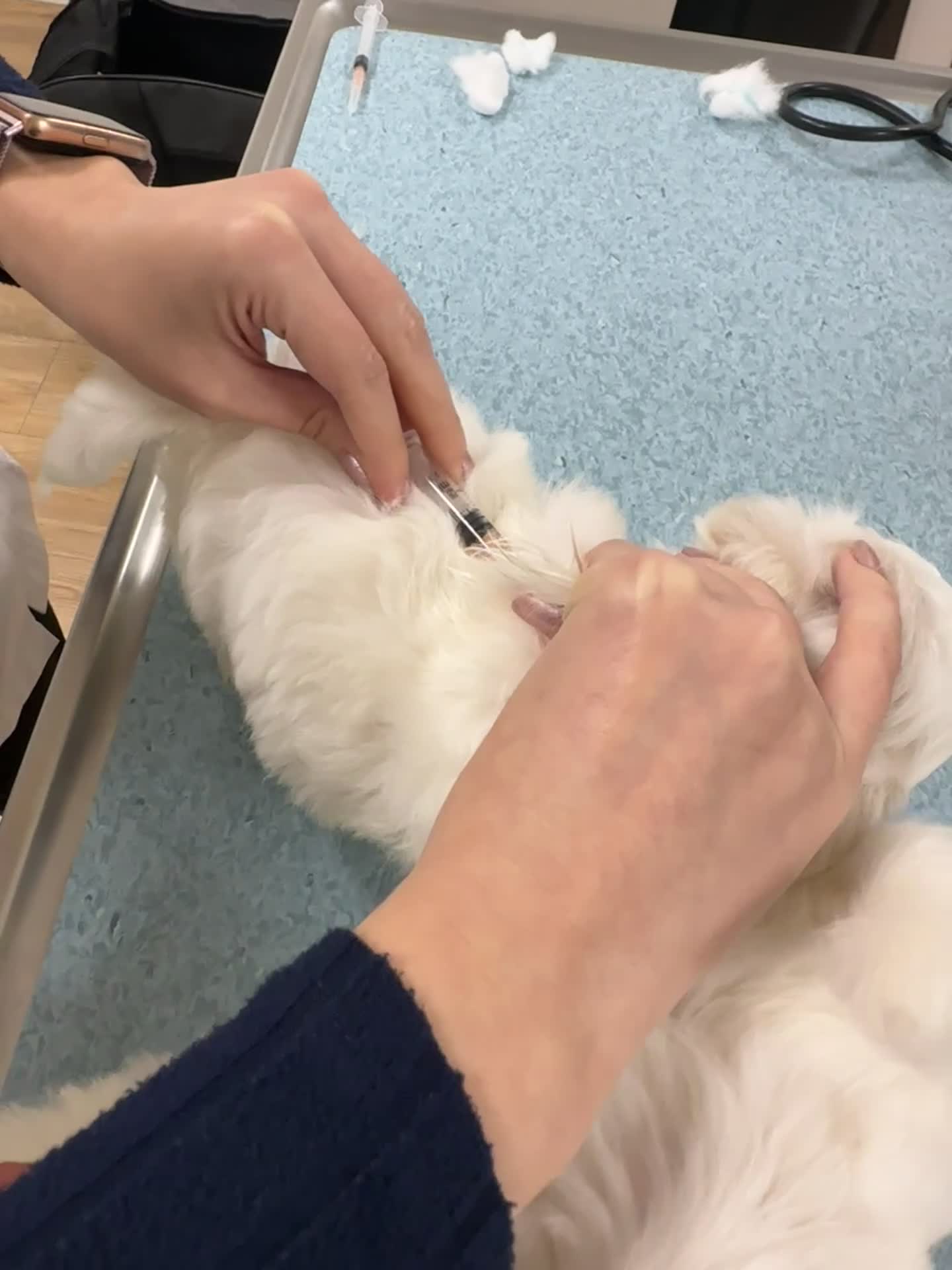 Maltezer honden te koop: Mini Maltezer  - Video 1