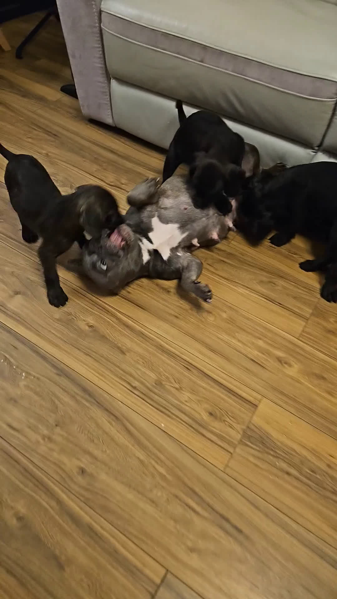 Kruising honden te koop: Super lieve Franse bulldog x toypoedel. - Video 1