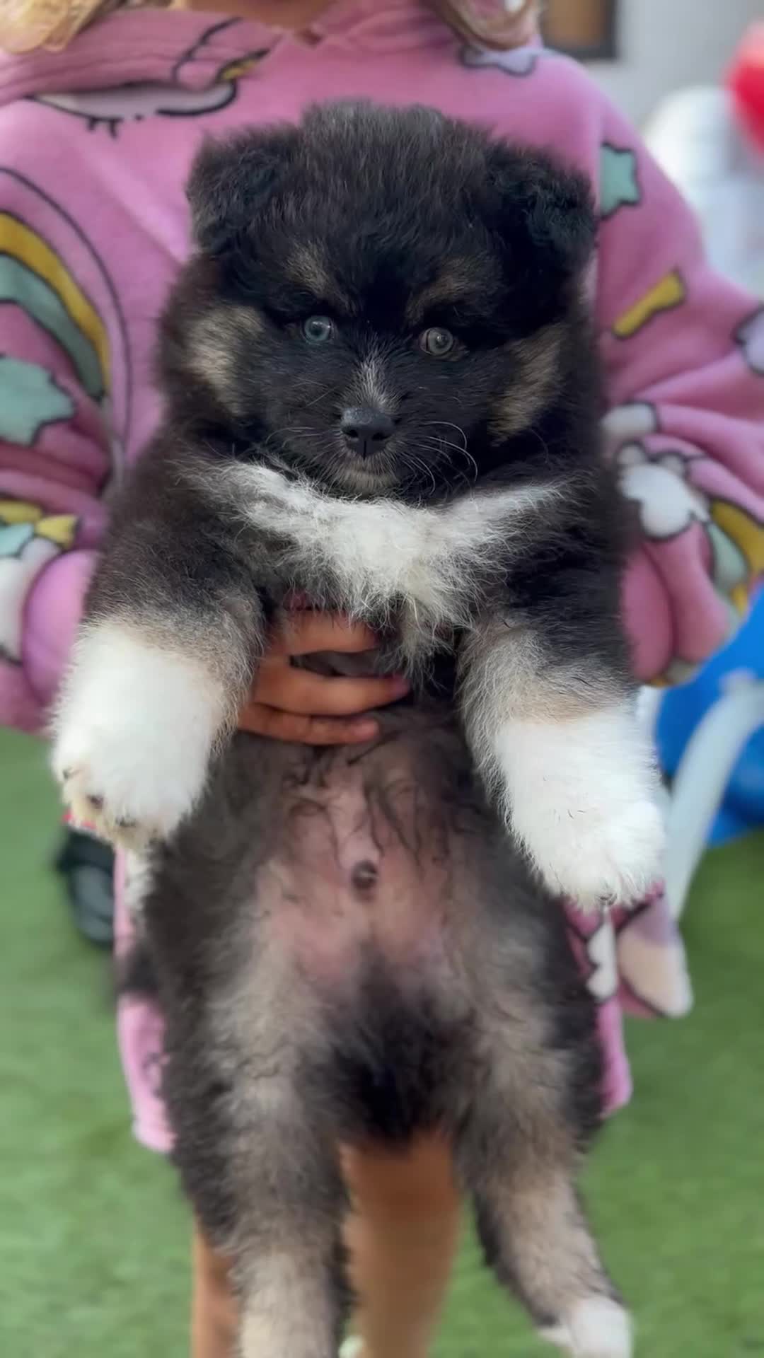 Pomsky honden te koop: 6 pomskys in Langeweg - Video 1