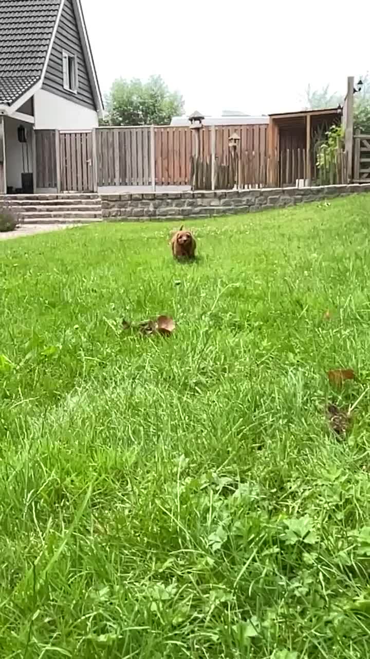 Australian Labradoodle honden te koop: Australian Labradoodle Medium met stamboom  in Sluiskil - Video 1