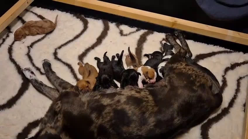 Rhodesian Ridgeback honden te koop: 🐾 Rhodesian Ridgeback kruising 🐾 - Video 1