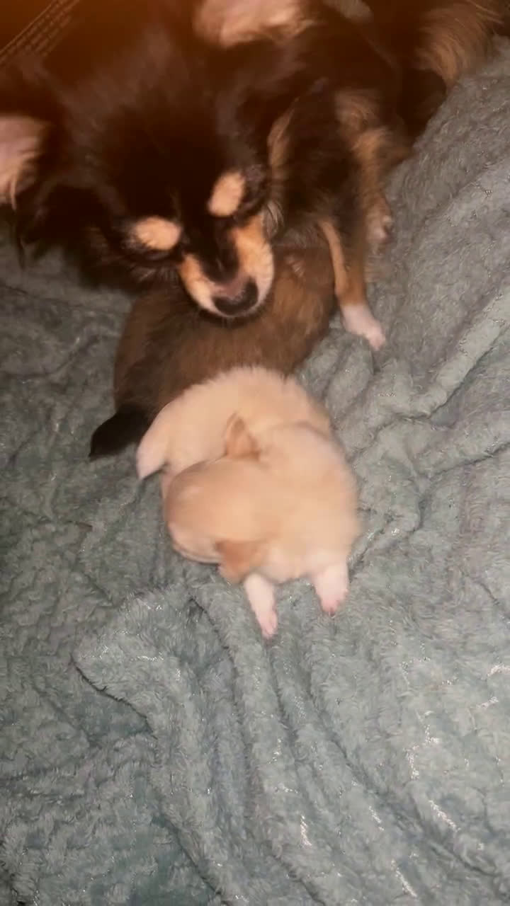 Pomchi honden te koop: 2 mooi pomchi’s te koop( mannelijke  - Video 1