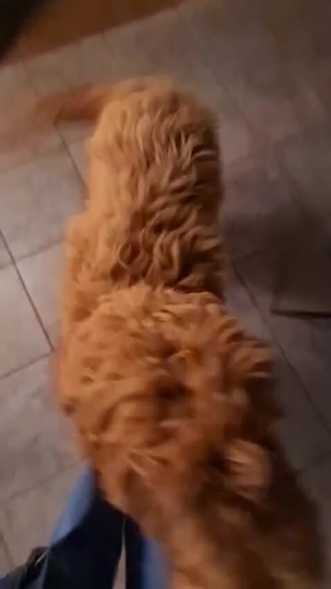 Goldendoodle honden ter dekking: Exclusieve Dekreu Beschikbaar – Milo - Video 1