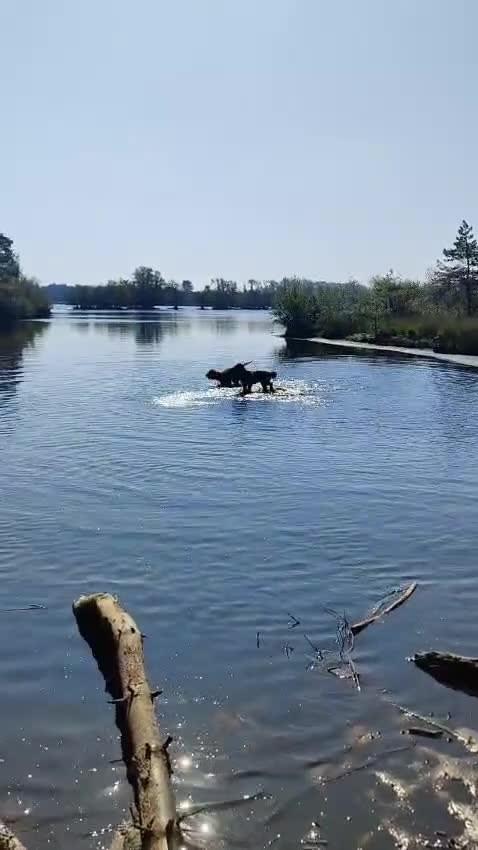Australian Labradoodle honden te koop: Prachtig nestje Australian Labradoodles  - Video 3