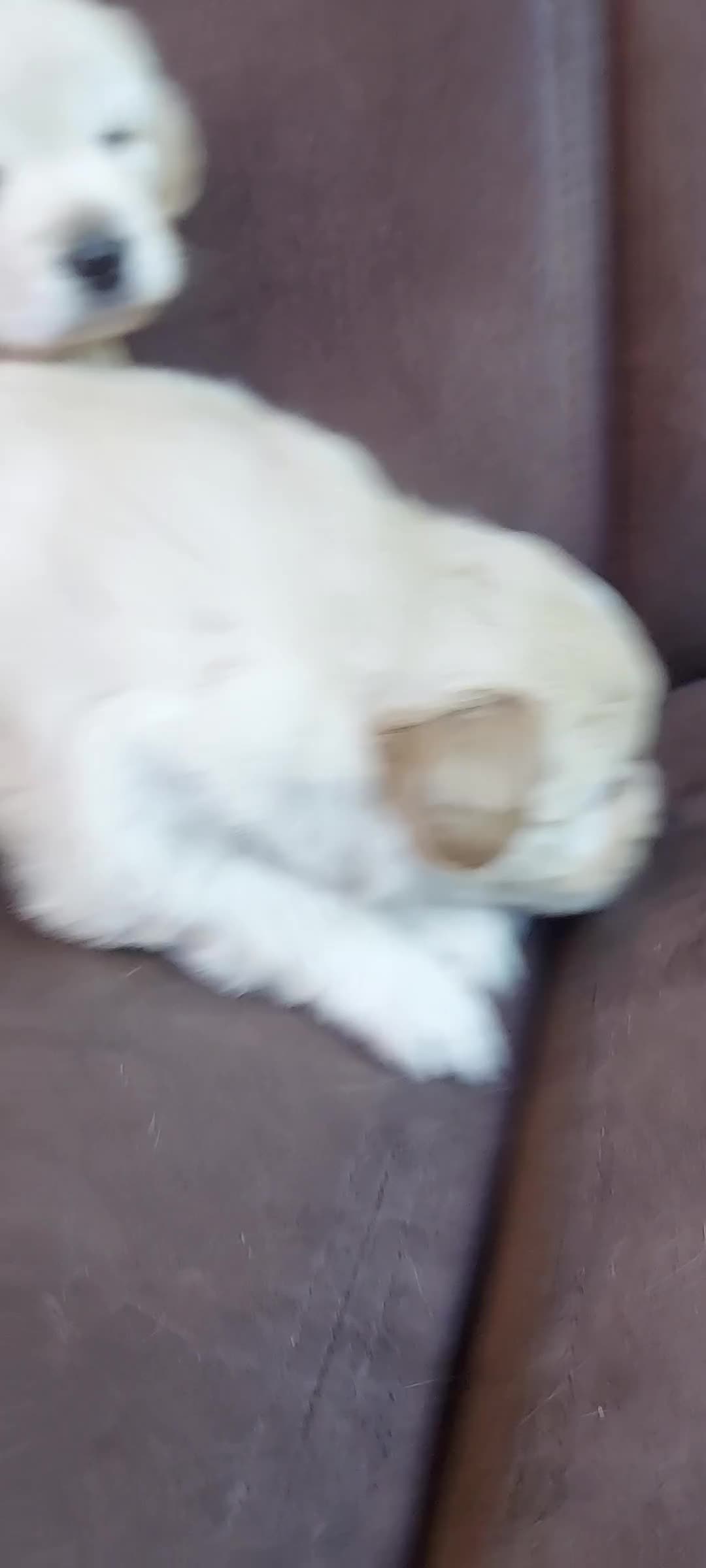 Kruising honden te koop: Prachtige hondjes Gezond chip enting  paspoort  - Video 4