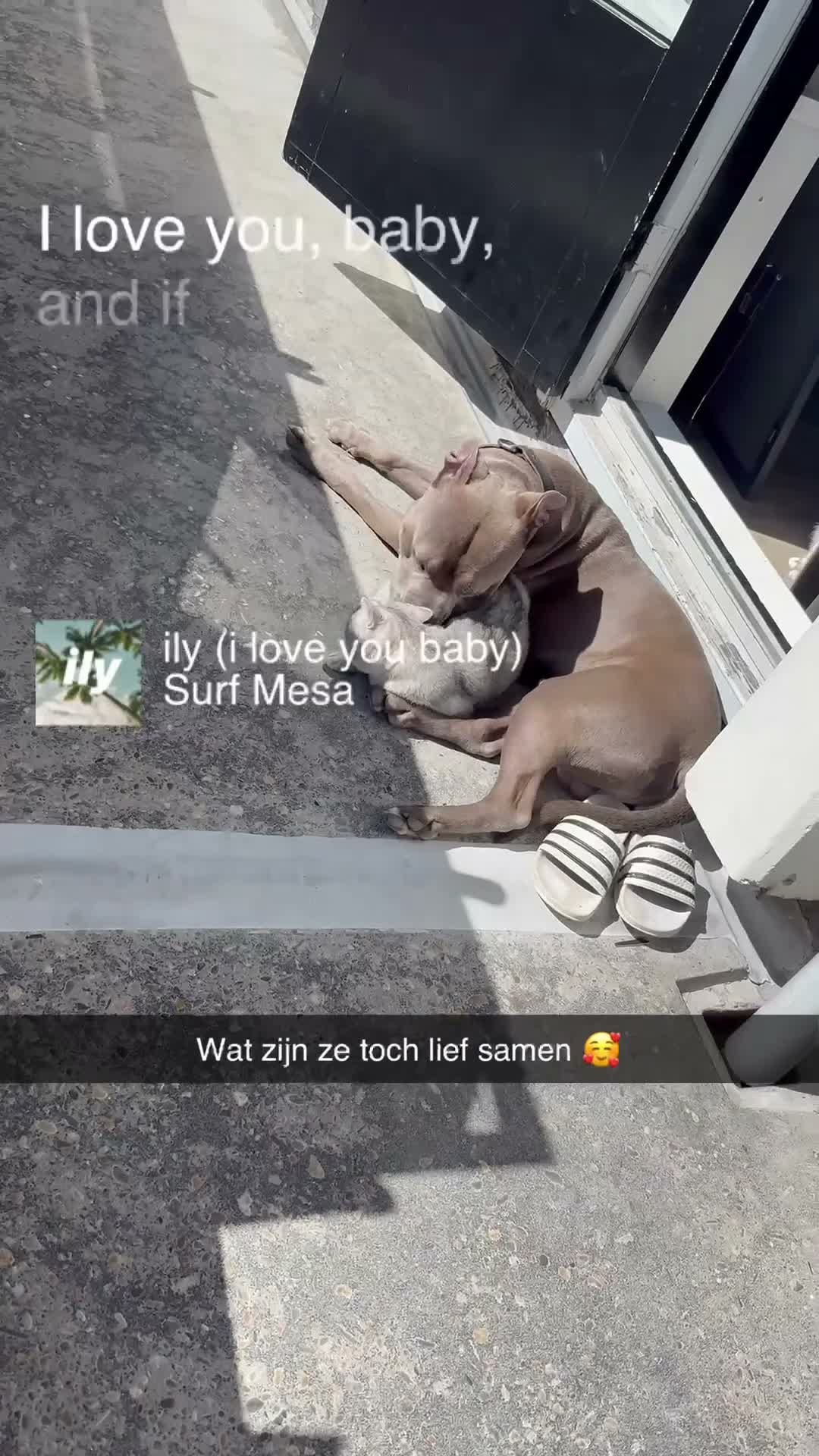 Pitbull Terriër honden ter dekking: Dekreu A.B.A King ice  in Leiden - Video 1