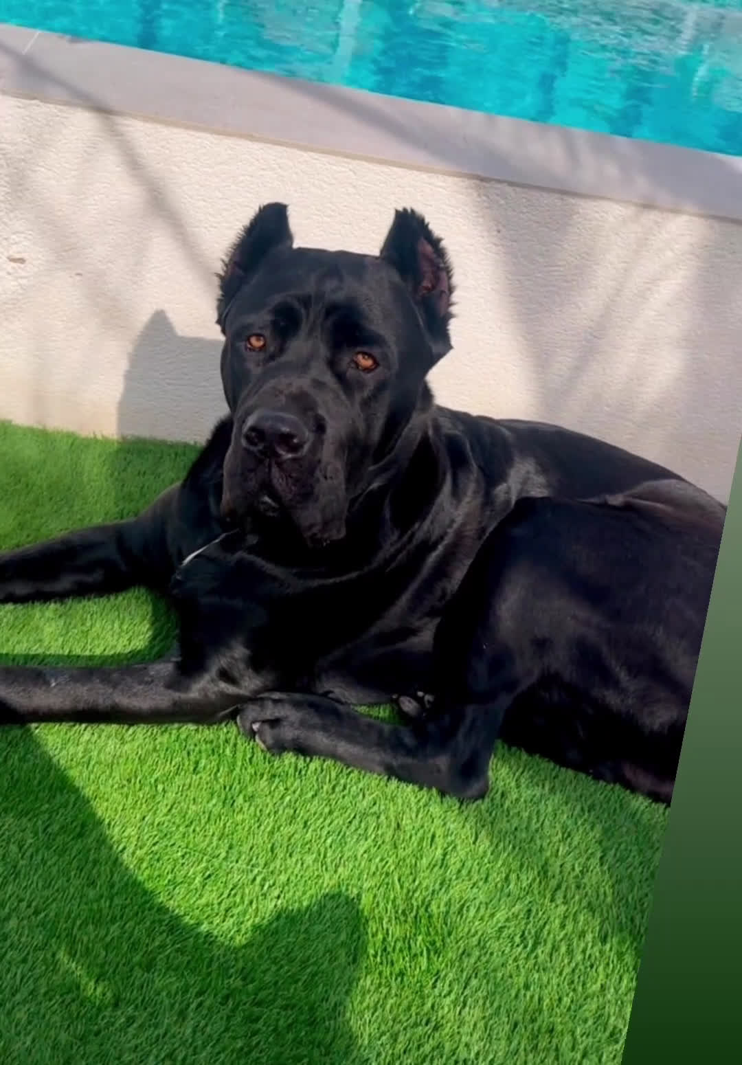 Cane Corso honden te koop: Cane corso 7 puppy’s - Video 2