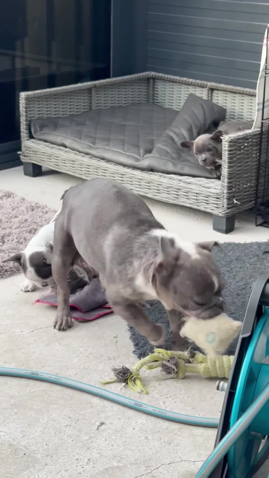 Franse Bulldog honden te koop: Franse bulldog pups - Merle- grey/blue-white/grey - Video 2