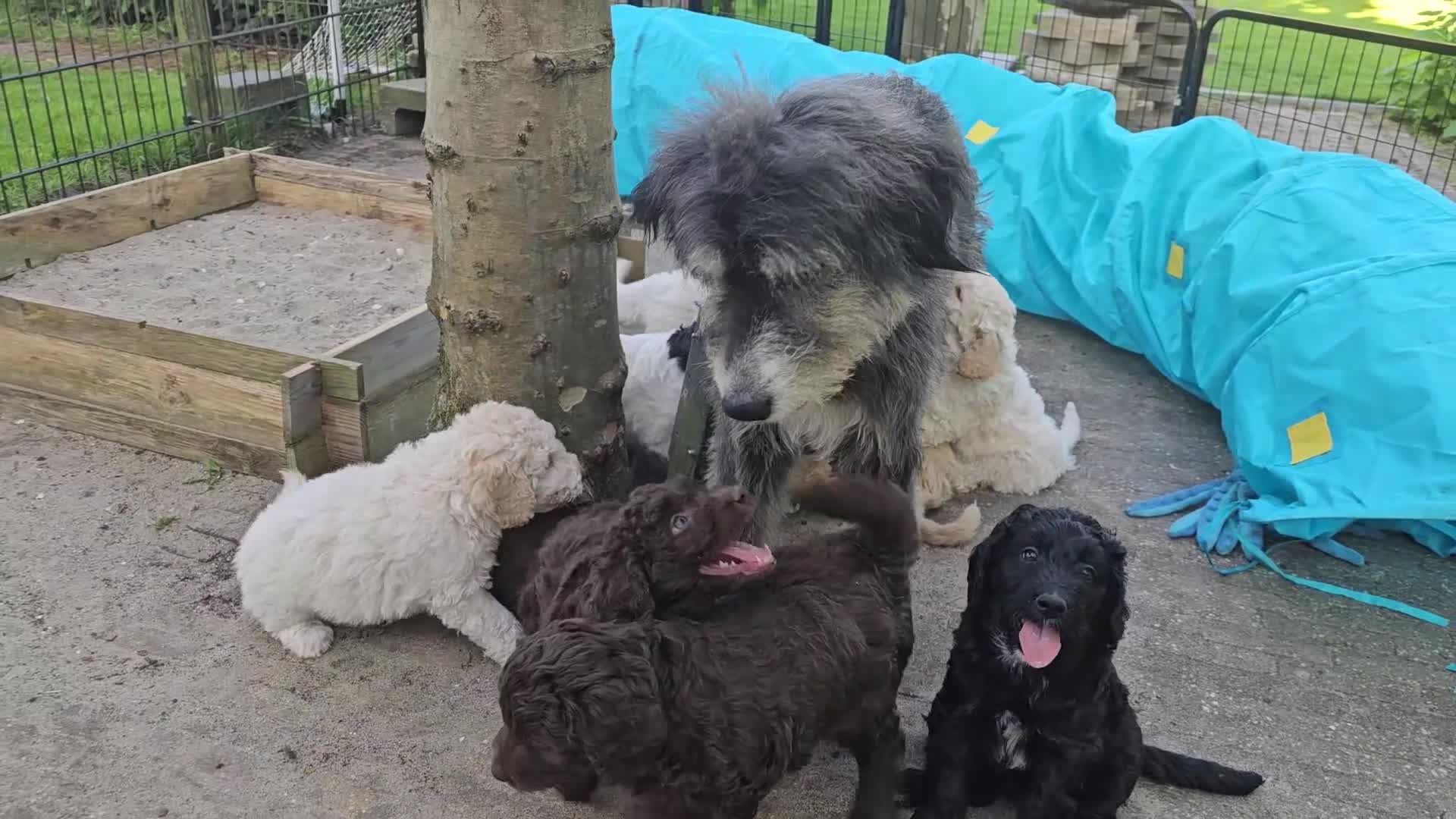 Kruising honden te koop: Wit medium doodle teefje!! - Video 3