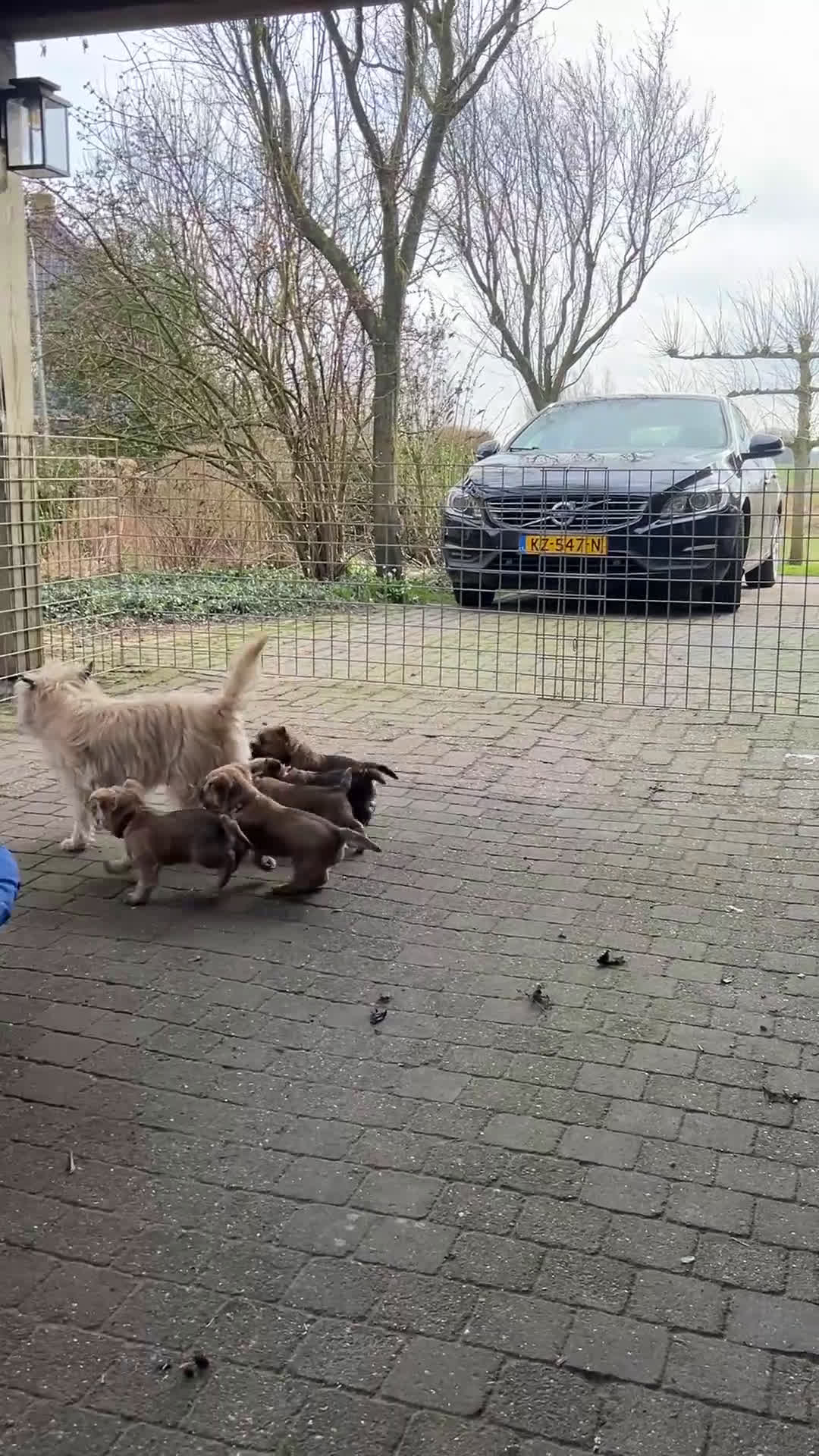 Cairn Terriër honden te koop: Cairn Terriër puppy reutjes, lichtrood/blond - Video 1