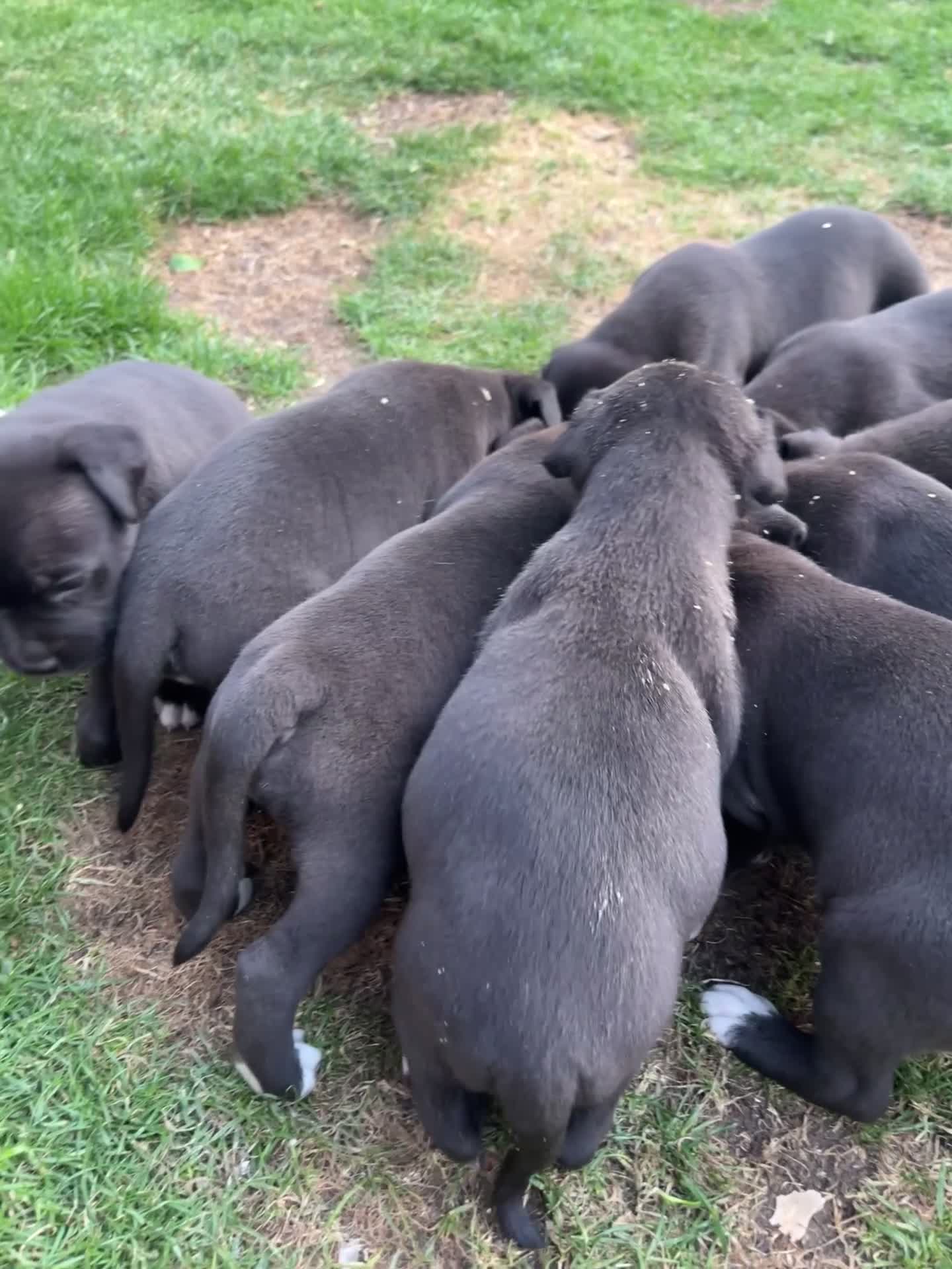American Staffordshire Terriër honden te koop: American Staffordshire Terrier 9 gezonde pups - Video 1