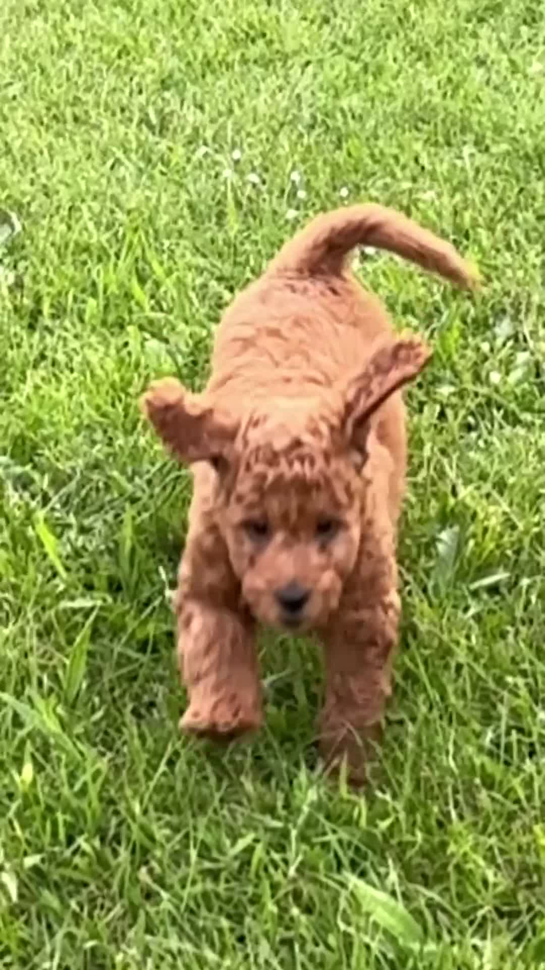 Australian Labradoodle honden te koop: Prachtig nest labradoodles (medium) - Video 1