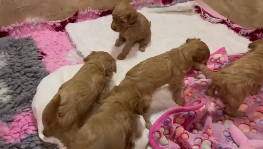 Poedel Toy honden te koop: 1 puppy poedel toy te koop - Video 1