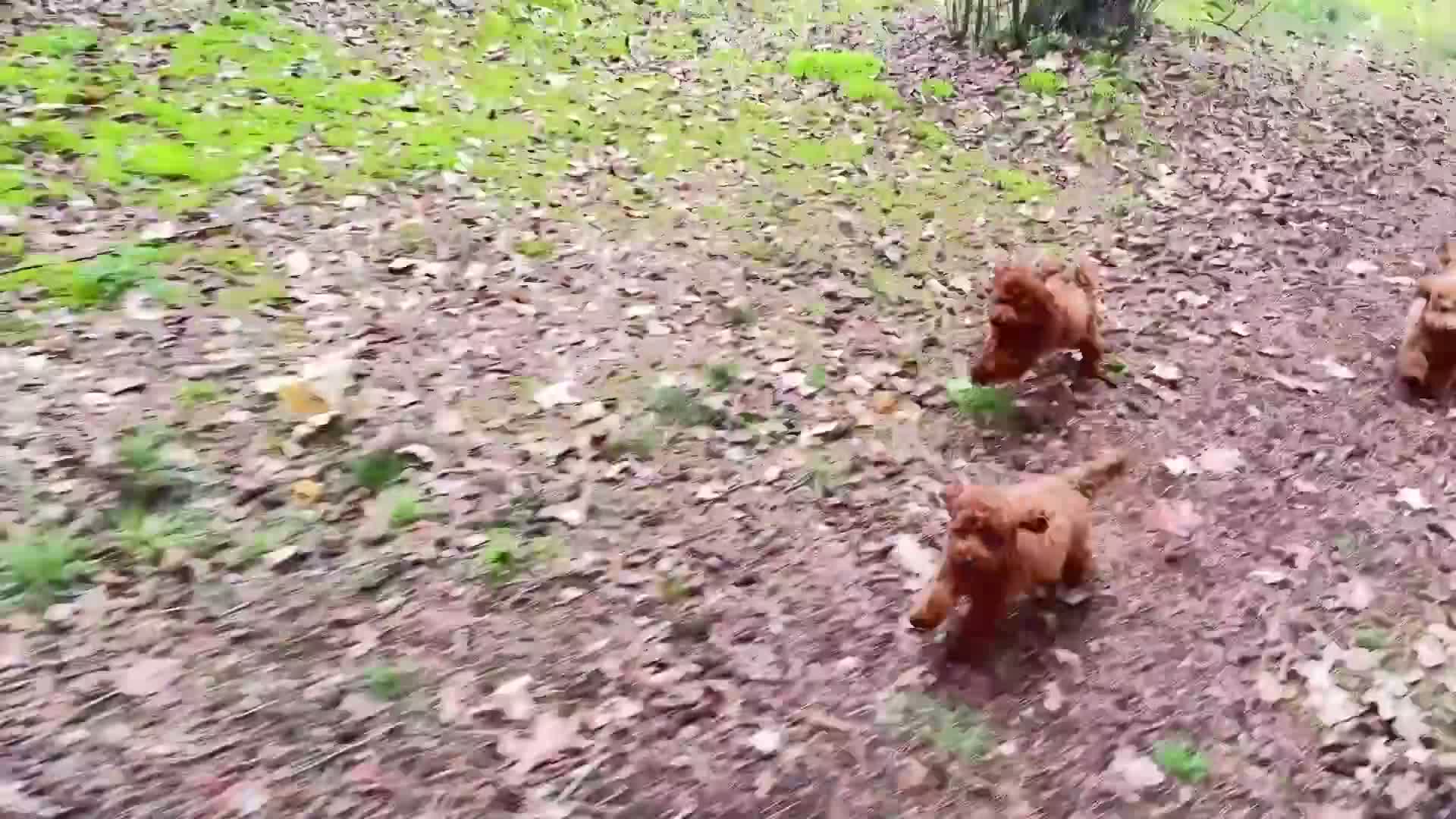 Poedel Toy honden te koop: 🐩 Coco, Nuno & Zizou – Klein maar Bijzonder! ❤️ - Video 2