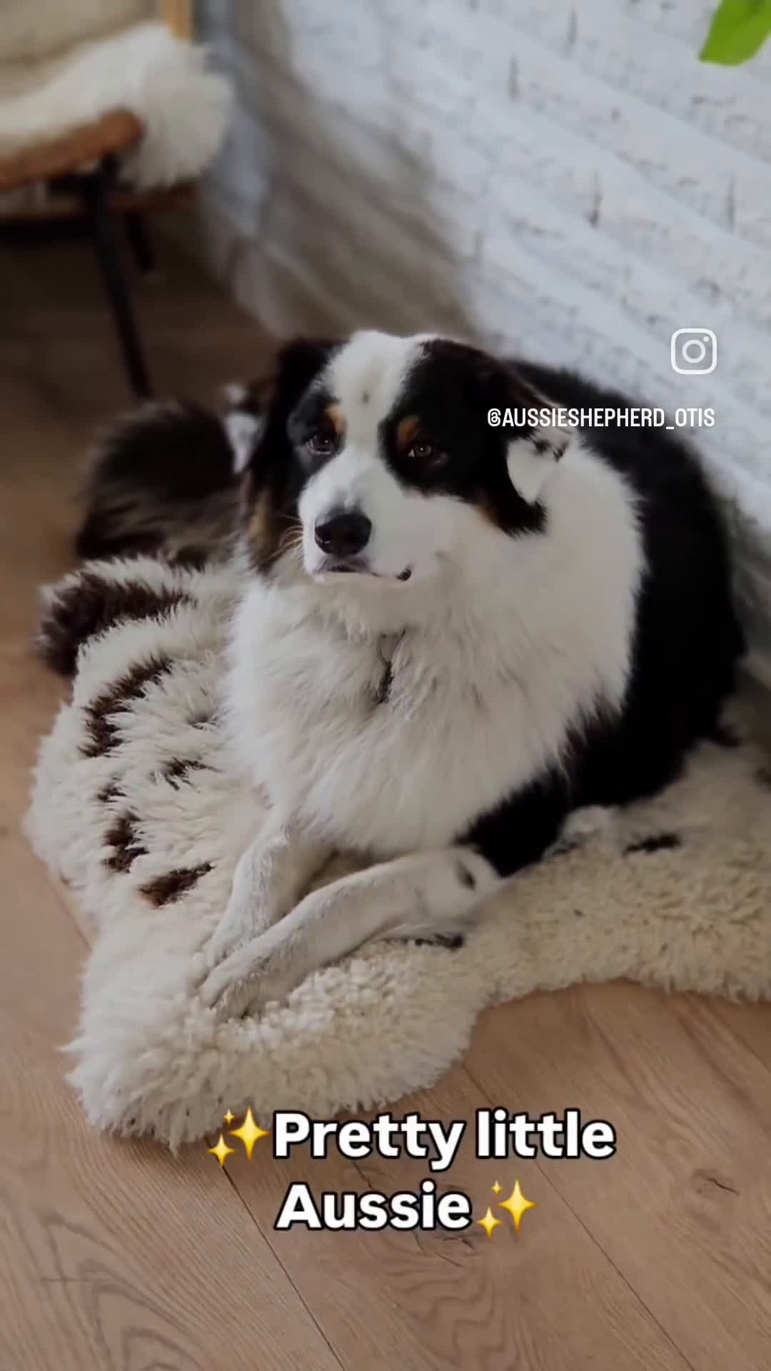 Australian Shepherd honden ter dekking: Raszuivere Australian Shepherd Black Tri Dekreu  in Ootmarsum - Video 1