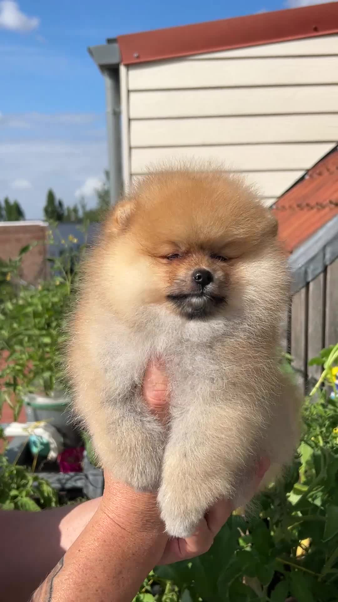 Pomeriaan honden te koop: ❤️Pomeranian❤️ - Video 1