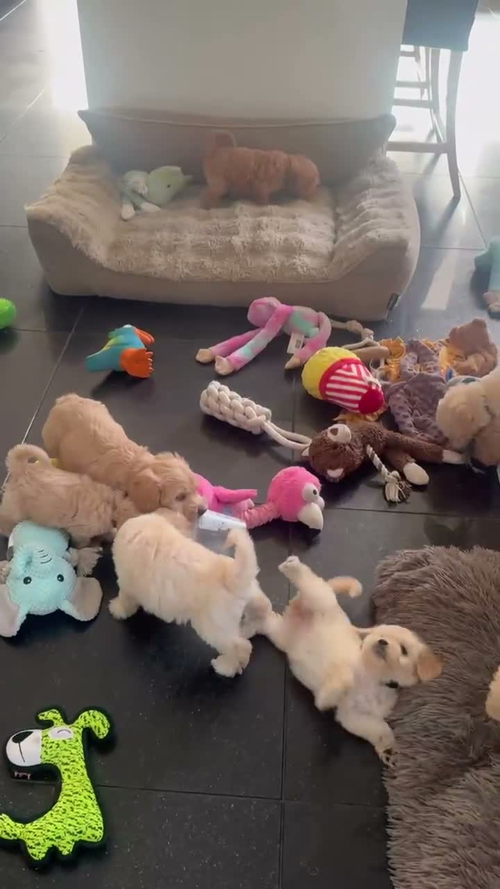 Kruising honden te koop: Prachtige Doubledoodles  - Video 1