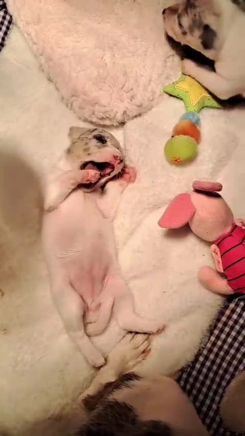 Jack Russel Terriër honden te koop: Merle jackrussels kort harig laag benig - Video 1