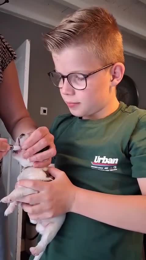Kooikerhondje honden te koop: Kooiker pups met stamboom - Video 4