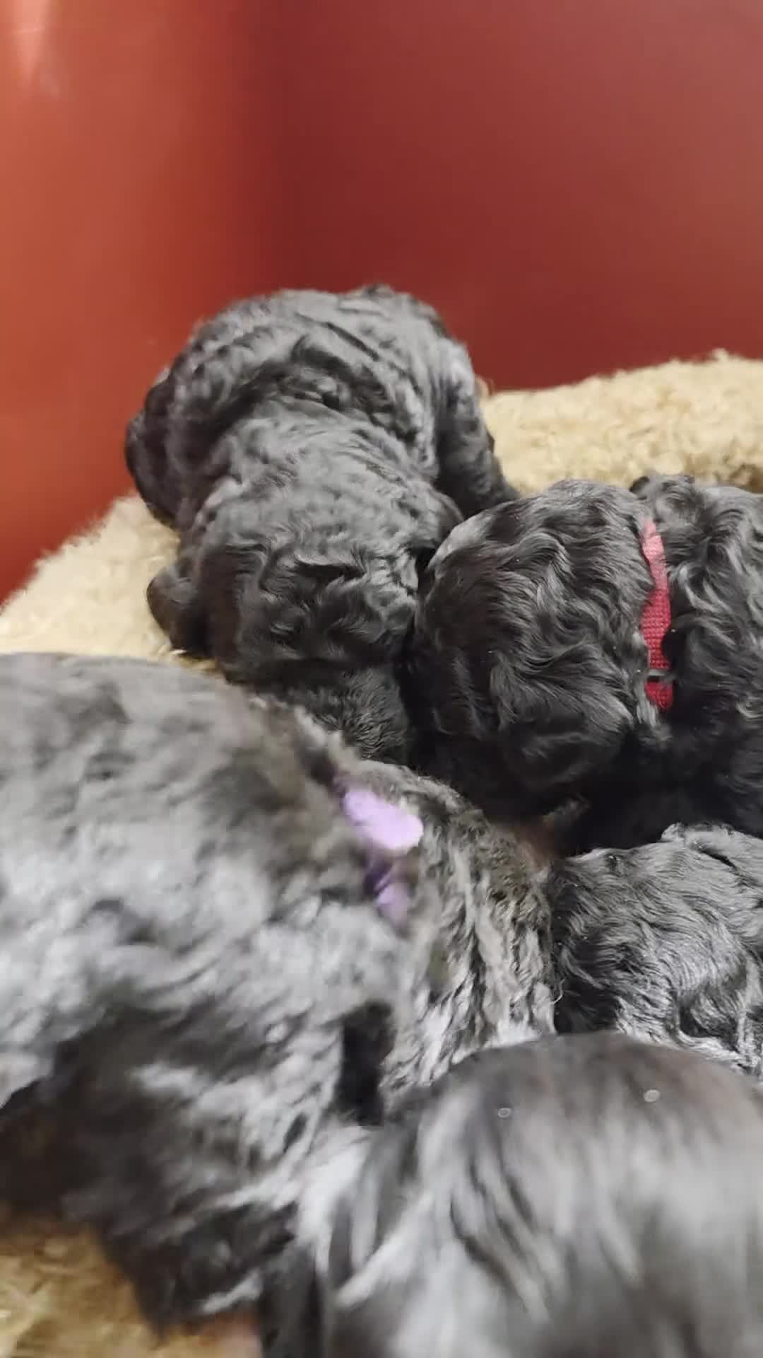 Labradoodle honden te koop: Prachtige Labradoodle pups mogen verhuizen  - Video 1