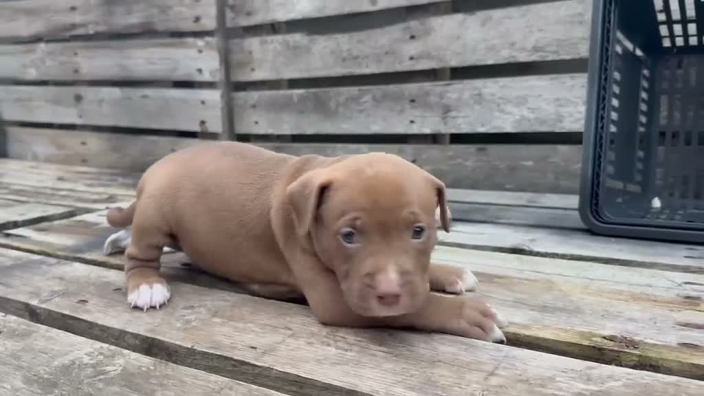 Kruising honden te koop: 5 puppers Red Nose Pitbull/American Bully - Video 4