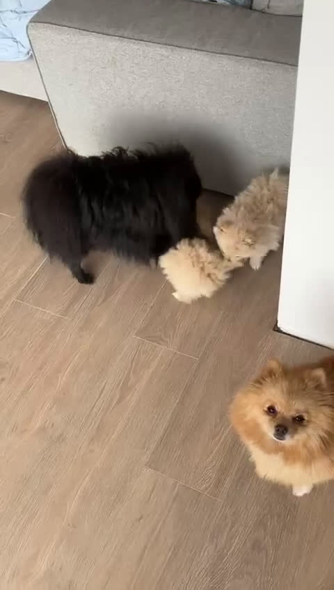 Pomeriaan honden te koop: Pomeranian puppy te koop - Video 1