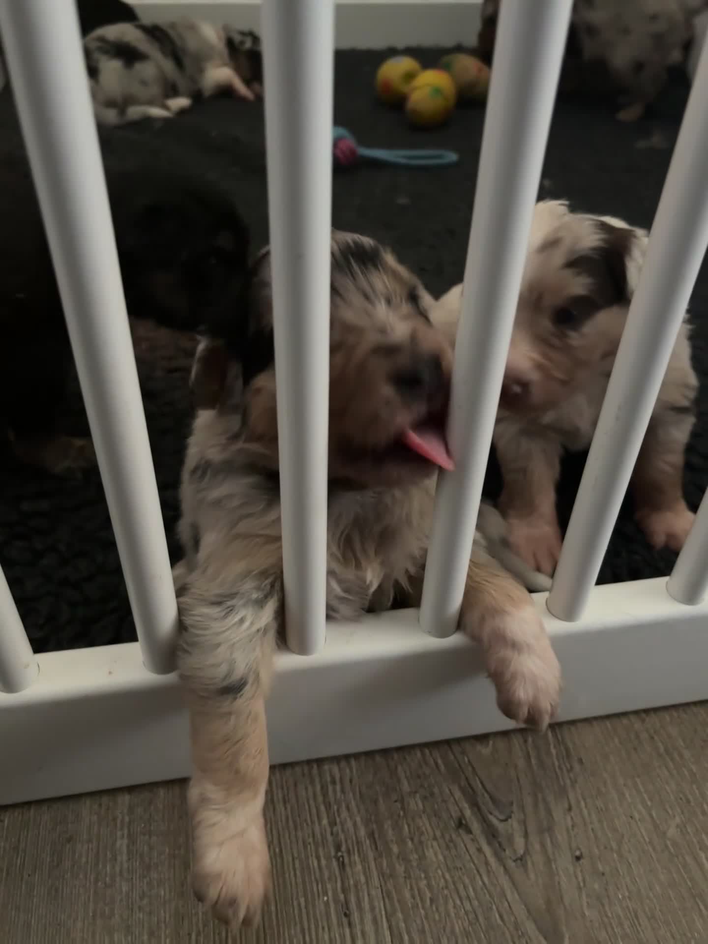 Australian Shepherd honden te koop: 1 blue merle teefje australian shepherd - Video 3