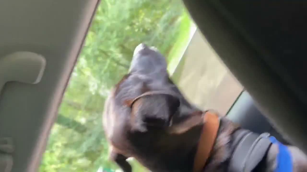 Kruising honden te koop: Lieve Rumi zoekt een maatje 🐾  - Video 3