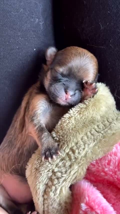 Kruising honden te koop: Nog 1 mooi meisjes beschikbaar - Video 2