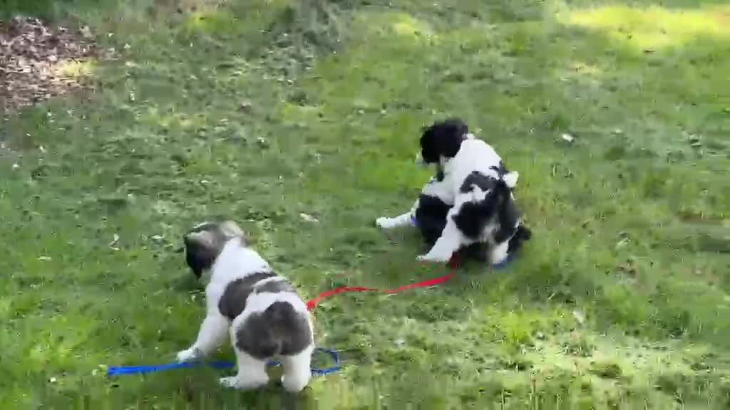 Polski Owczarek Nizinny honden te koop: Gouden mandje zoeken - Video 1