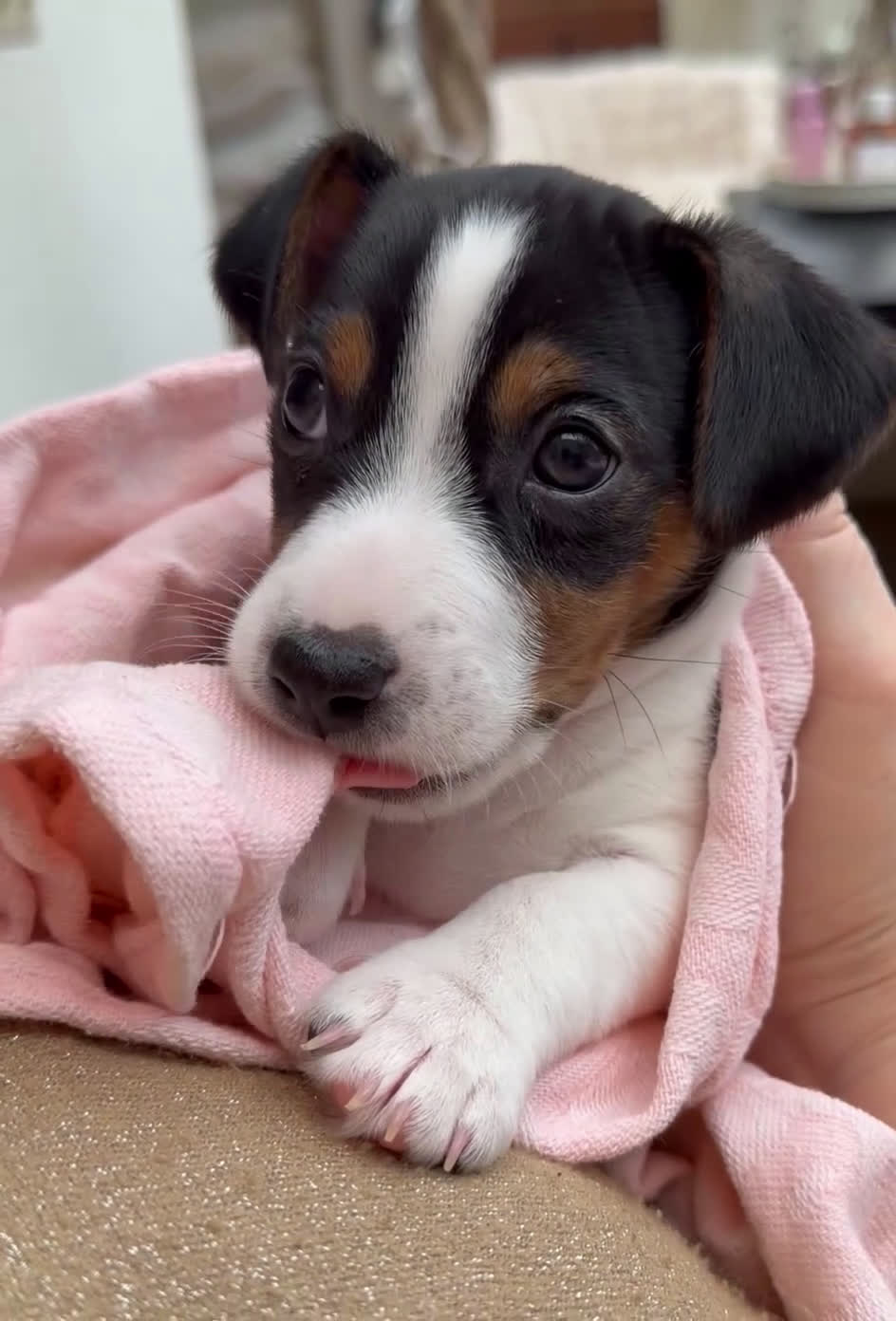 Jack Russel Terriër honden te koop: Jack Russell puppy´s te koop - Video 2