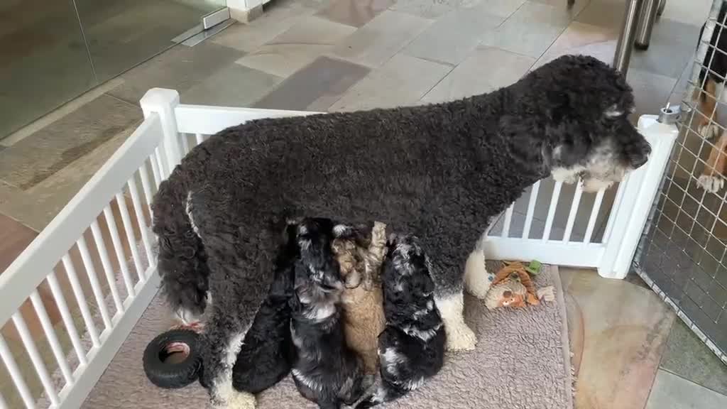 Bernedoodle honden te koop: unieke Bernedoodle pups - Video 2