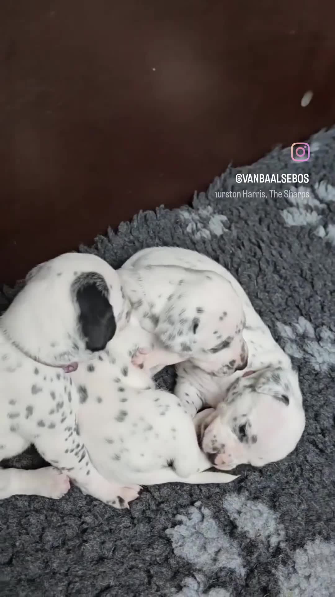 Dalmatiër honden te koop: Dalmatiër pups met stamboom  - Video 1