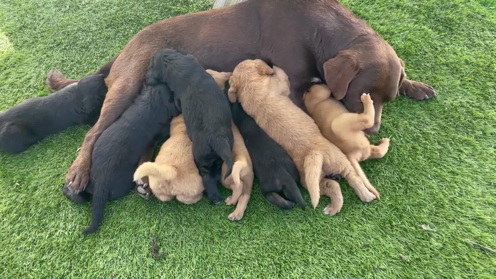 Kruising honden te koop: Kruising Labrador met Golden retriever - Video 3
