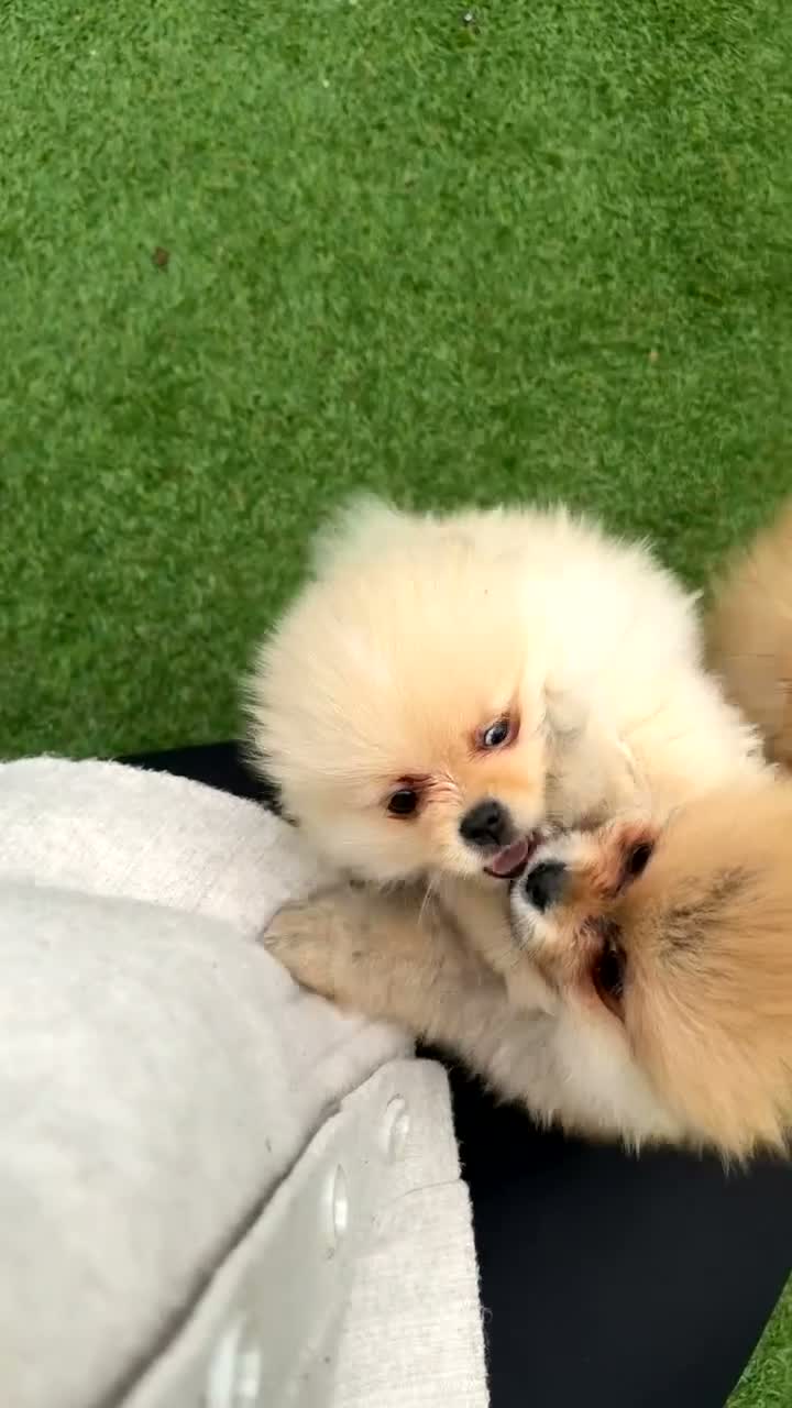 Pomeriaan honden te koop: Pomeriaan puppy’s  - Video 4