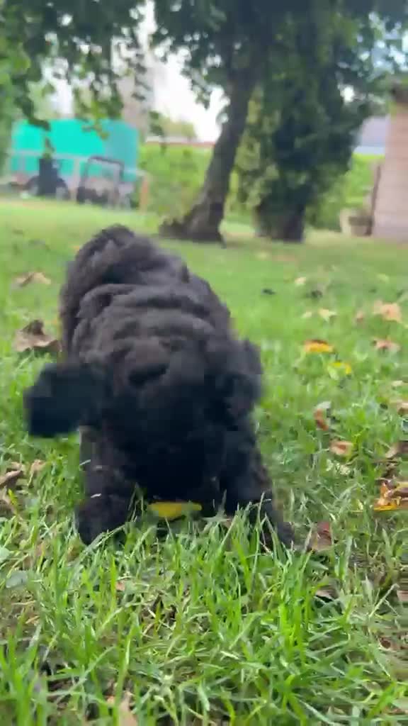 Kruising honden te koop: Labradoodle mini - Video 1
