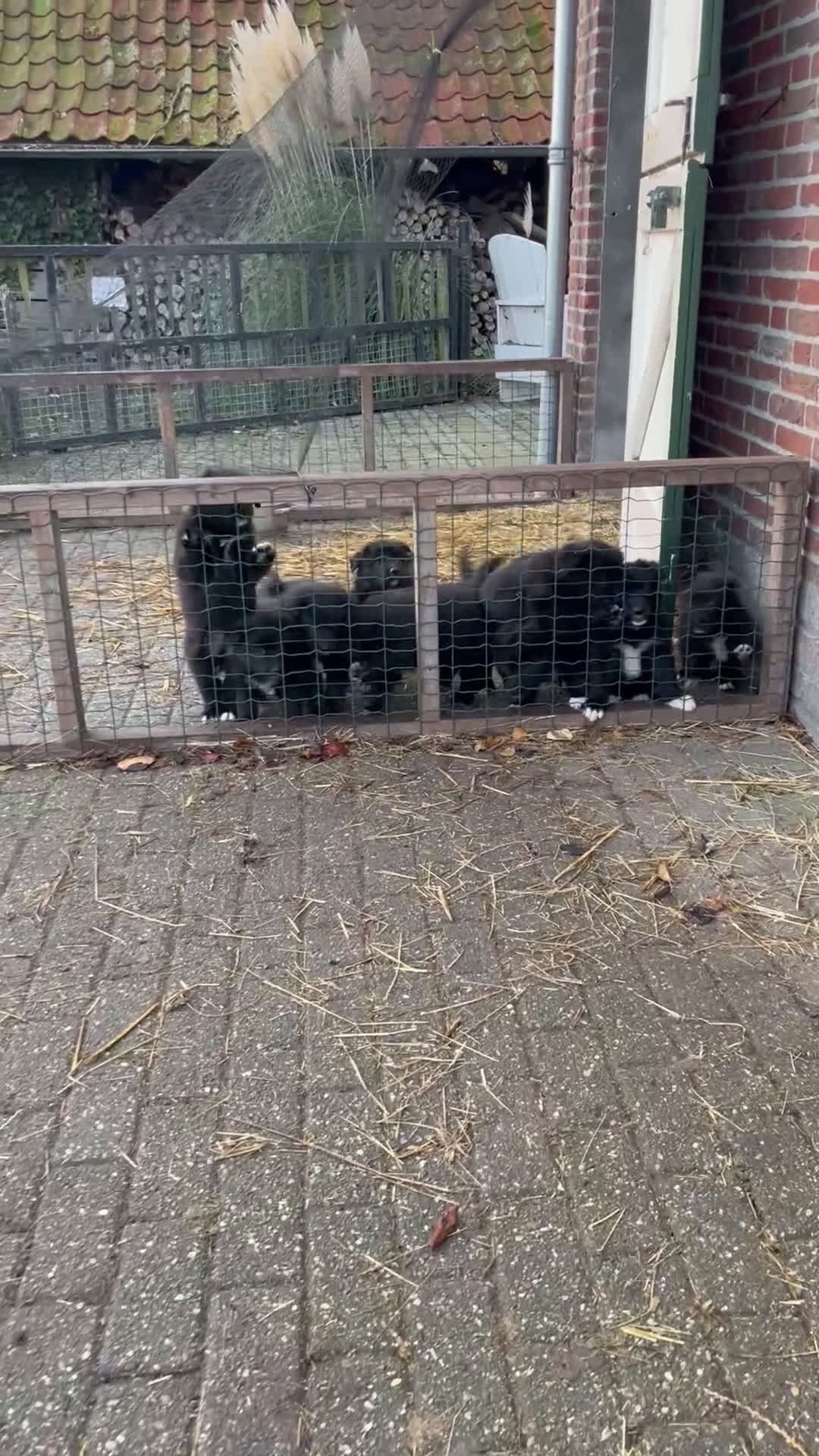 Kruising honden te koop: Lieve duitse herder x border collie pups - Video 3