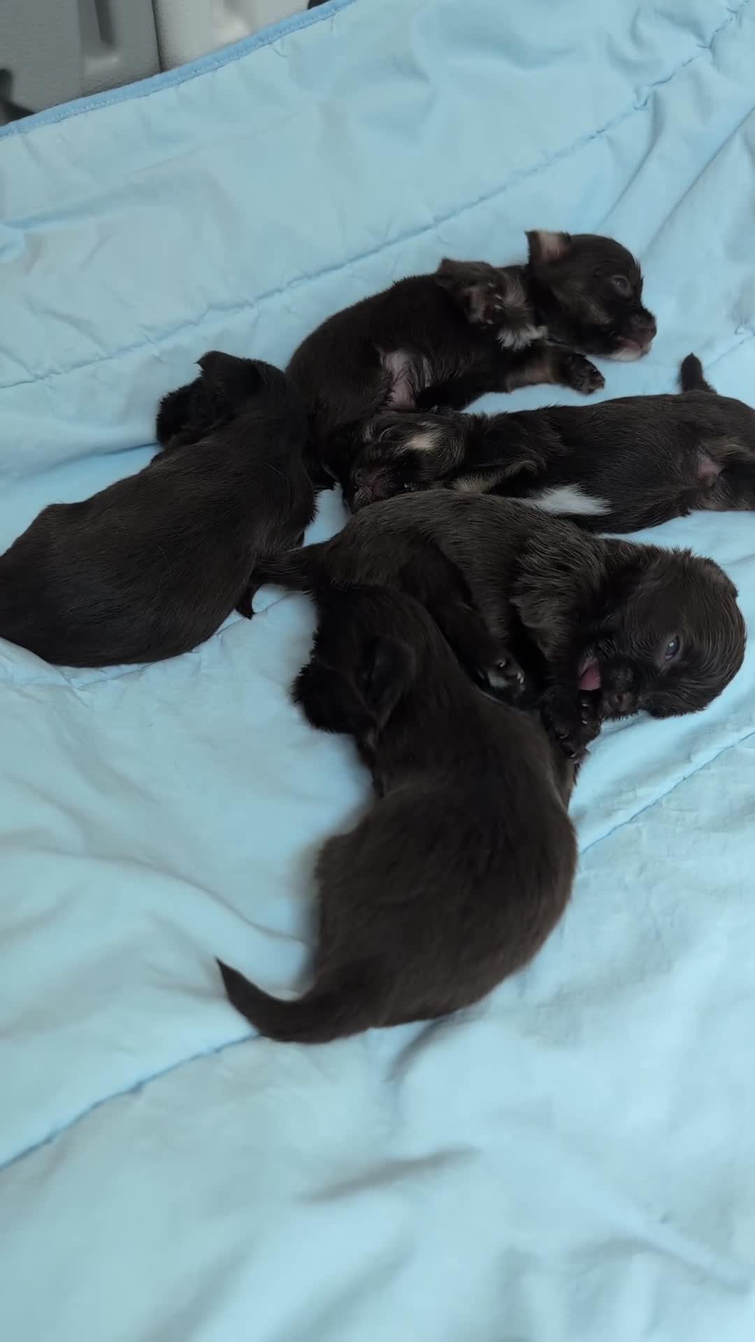 Yorkshire Terriër honden te koop: Prachtig nestje chocolade Yorkshire Terriërs - Video 2