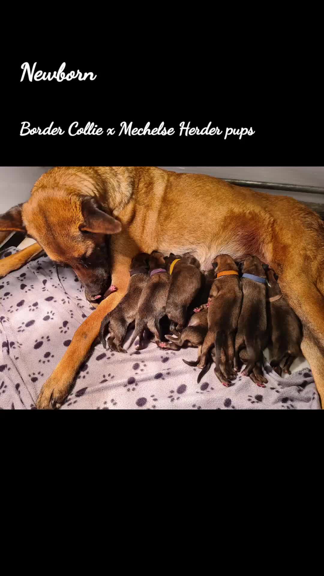 Kruising honden te koop: Prachtige Border Collie x Mechelse Herder pups F1 - Video 3