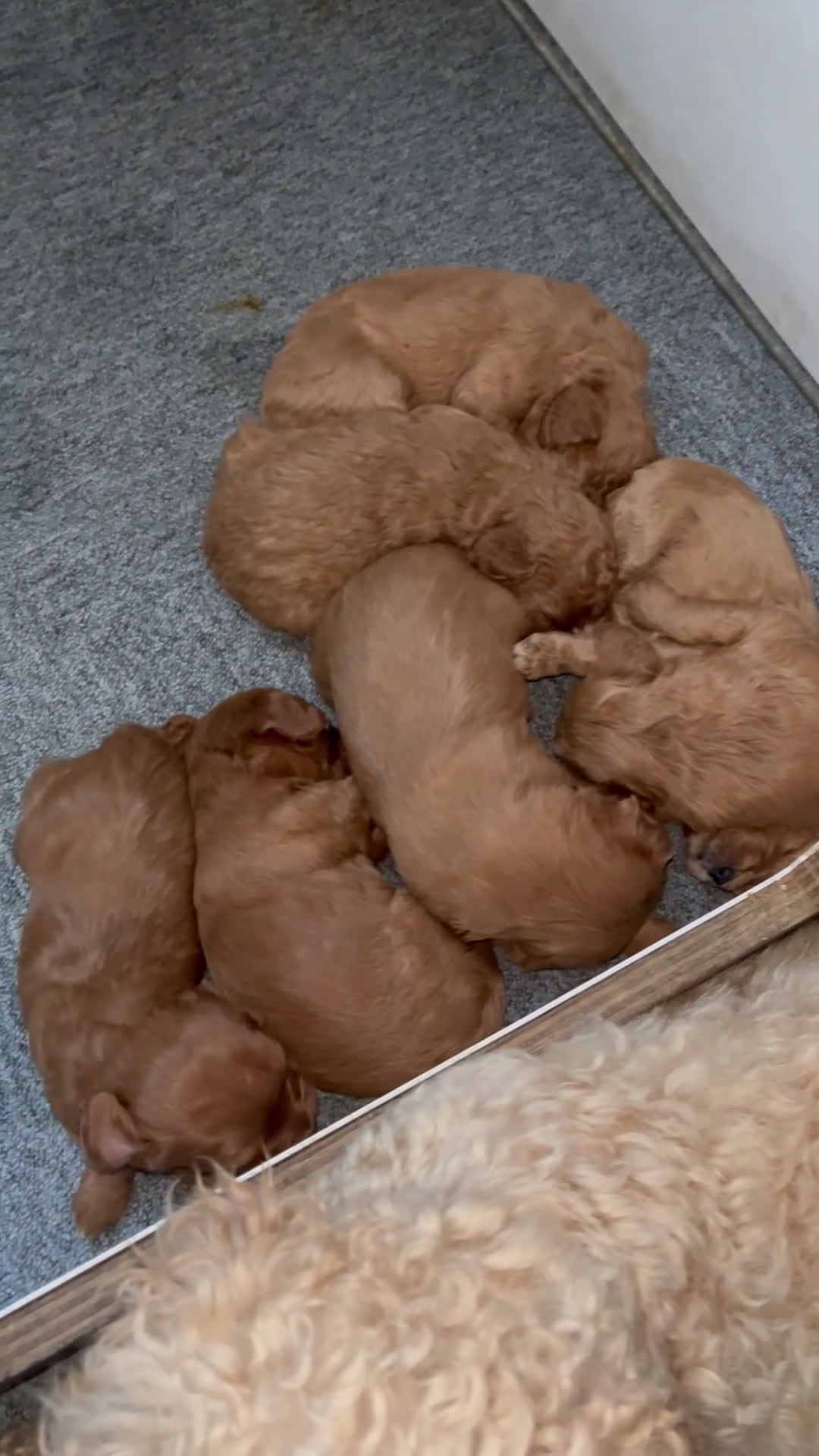 Kruising honden te koop: Mini labradoodle  - Video 1