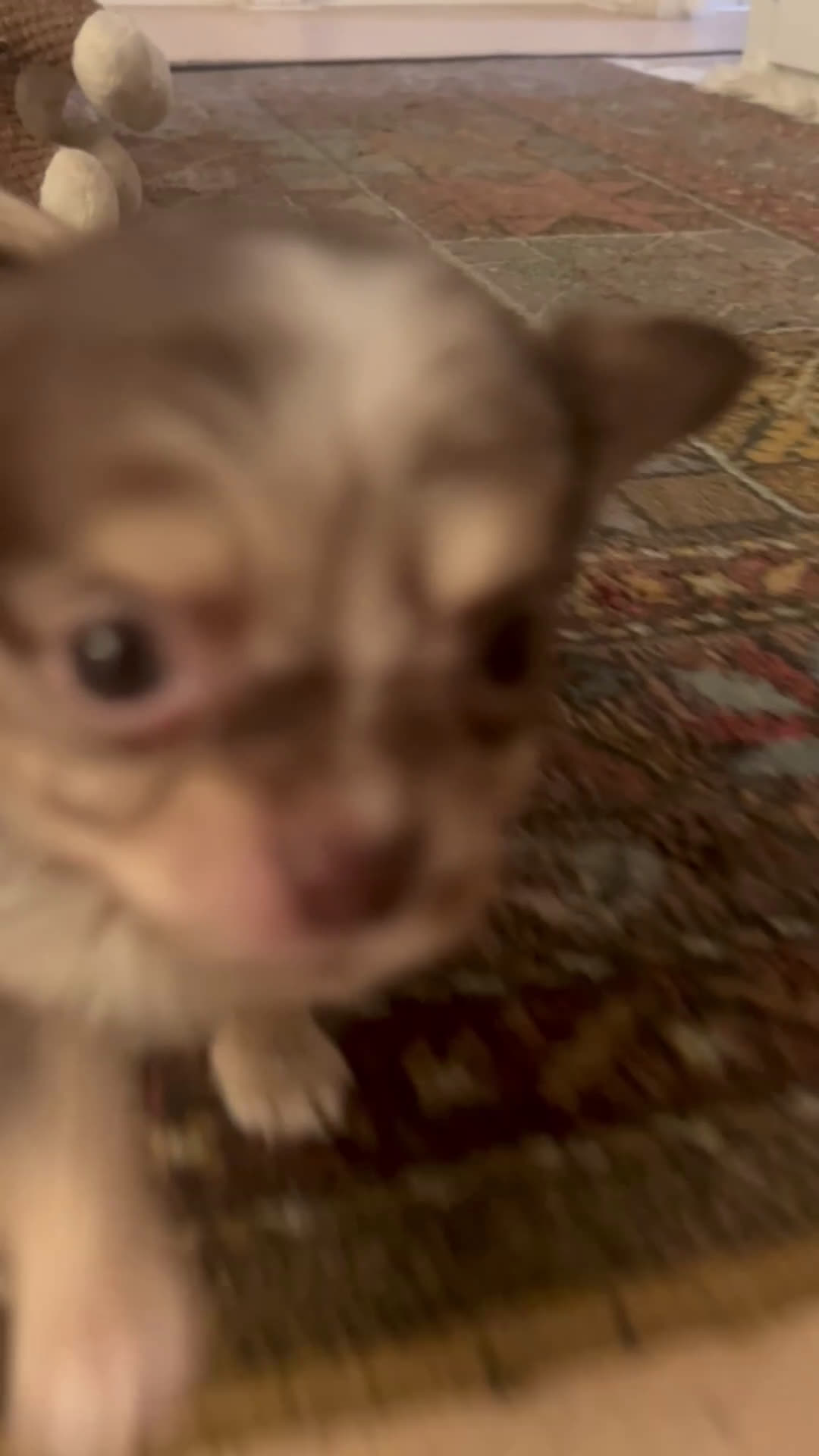 Chihuahua honden te koop: 3 prachtige Chihuahua-pups beschikbaar. - Video 2