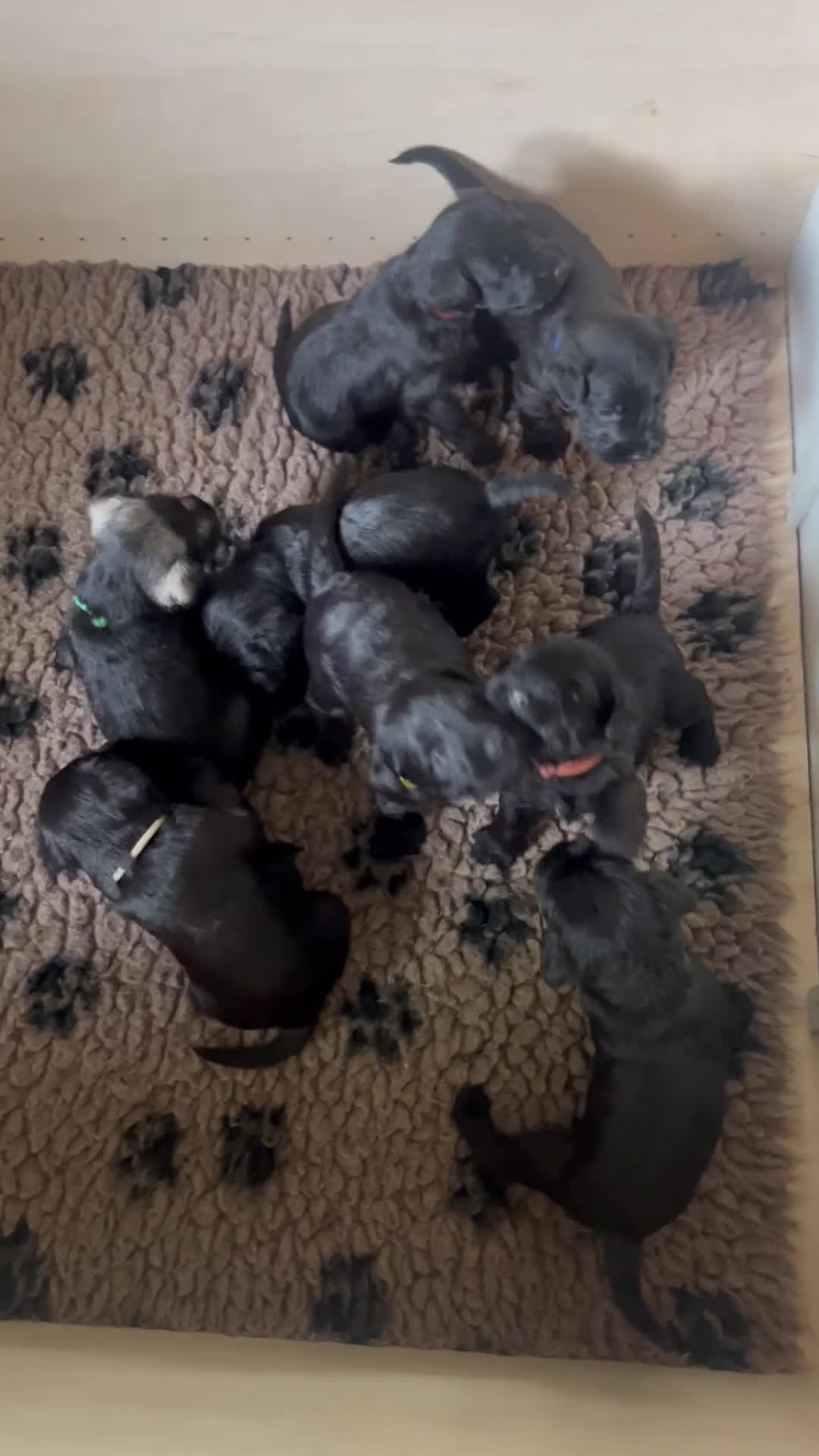 Dwergschnauzer honden te koop: Wegens annulering reutje beschikbaar  - Video 2